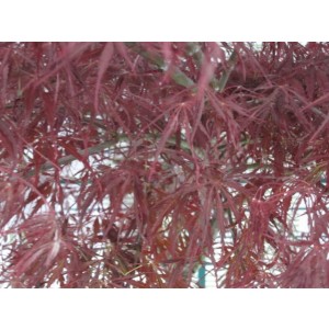 Acer palmatum "Dissectum" 15L Deco 3 Troncos Ht 30-45-60 80/100 2 Troncos "Garnet"; 1 Tronco "Viridis"