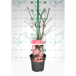 Acer palmatum "Taylor" ® 3L 50/60