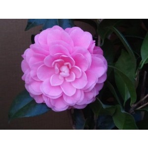 Camellia 7L 60/80