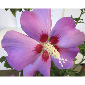Hibiscus syriacus (Althea) 5L 30/50