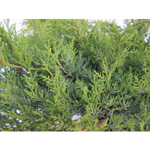 Juniperus x media "Old Gold" 3L 20/25