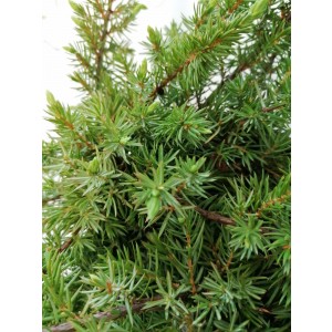 Juniperus conferta "Schlager" 2.5L