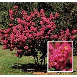 Lagerstroemia indica 230L Ht 180/190 340/400 Ø35-40